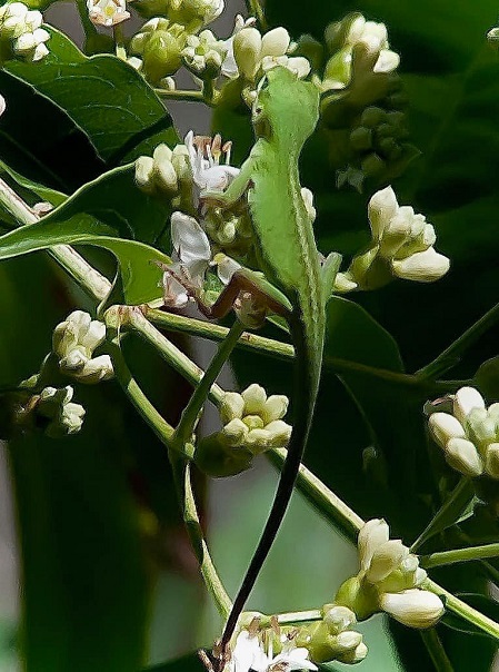 green anole lizzard.jpg